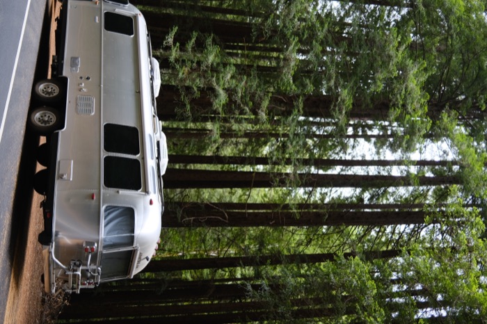 An Airstream trailer parked on a forest road, dwarfed by tall redwood trees.
