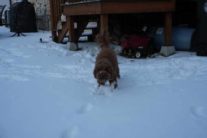 An apricot curly-coated dog mid-stride in fresh snow, paw prints trailing behind.